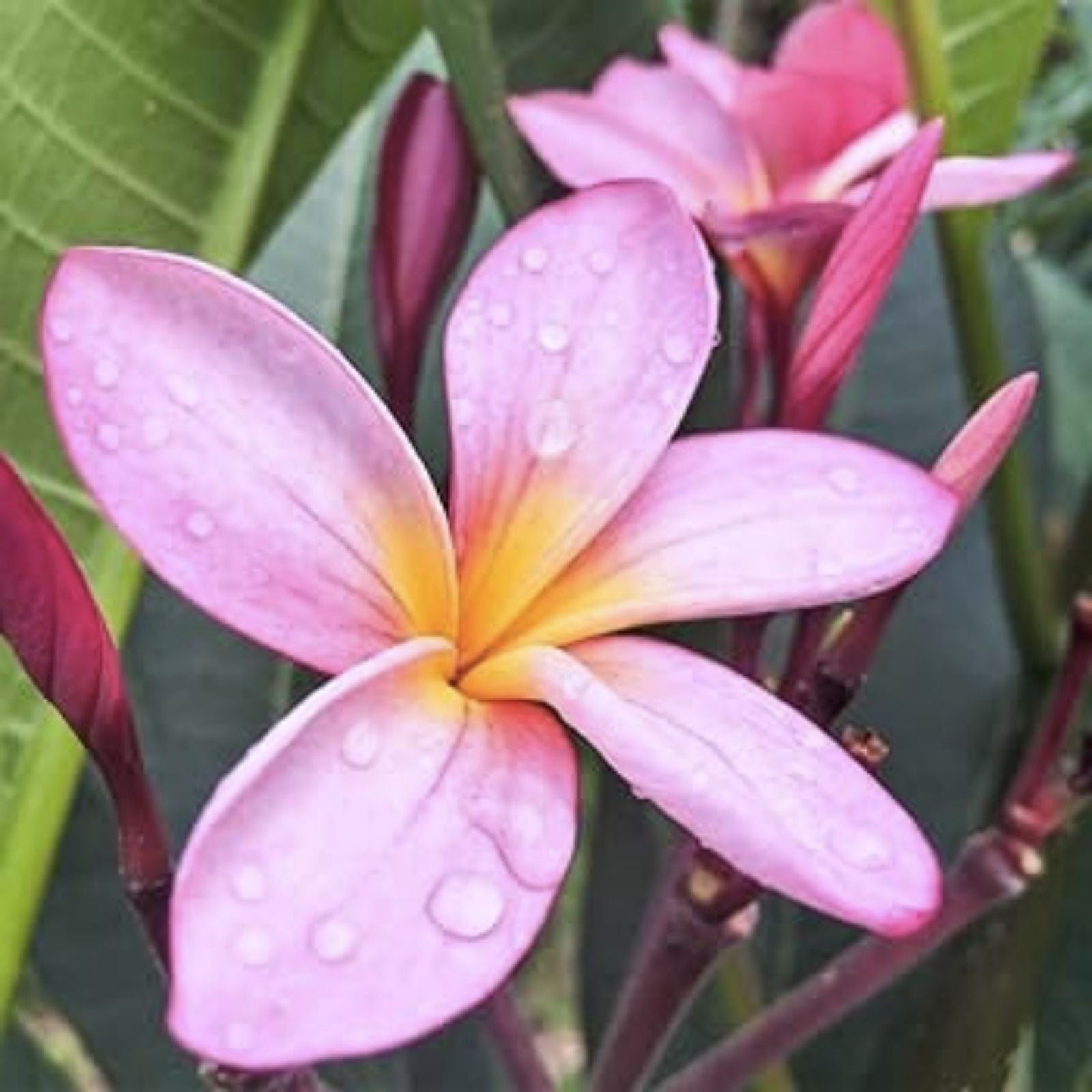 Rooted Plumeria Cutting 15" Pastel Pink Frangipani Plant Tropical Flowering Houseplant
