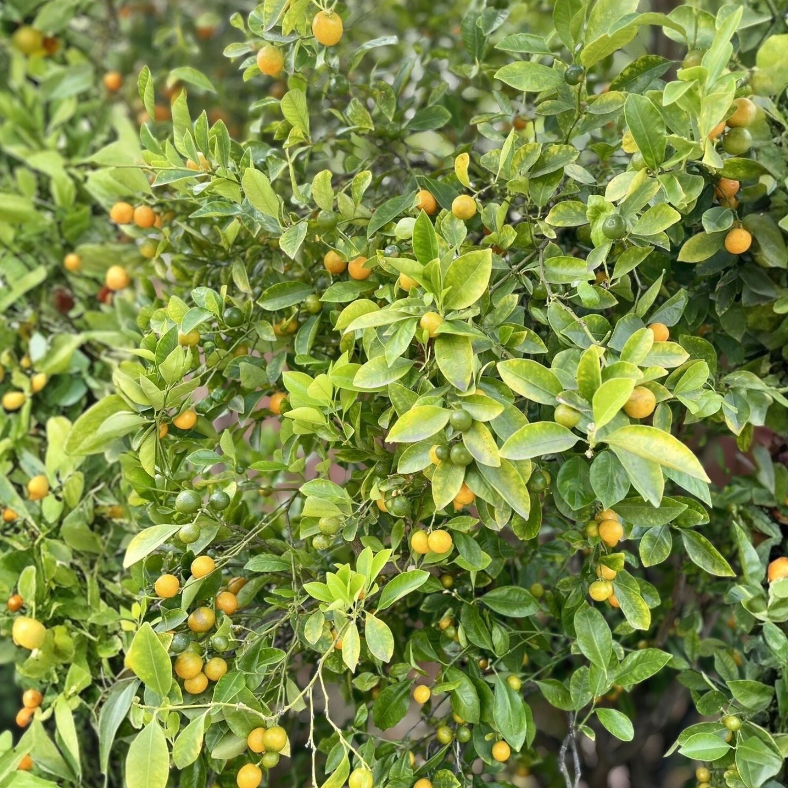 Calamansi Tree Cuttings Citrus microcarpa Live Plant Grafting Rooting Starter Plant Houseplant
