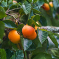 Persimmon Tree Cuttings Diospyros kaki Fruit Tree Propagation Live Plant Grafting Starter Plant