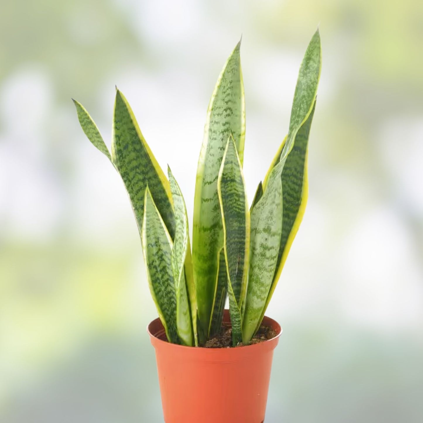Sansevieria Laurentii Snake Plant Cuttings 6 Pack – Variegated Indoor Houseplant, Easy Care, Hawaii Grown, Live Starter Plant