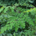 Moringa Oleifera Live Plant Cuttings 4 Pack | Healthy Starter Plants for Gardens & Home