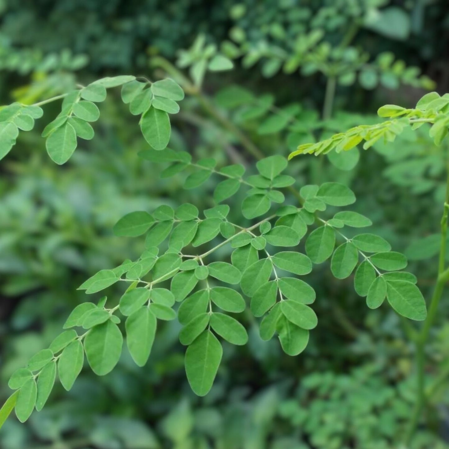 Moringa Oleifera Live Plant Cuttings 4 Pack | Healthy Starter Plants for Gardens & Home