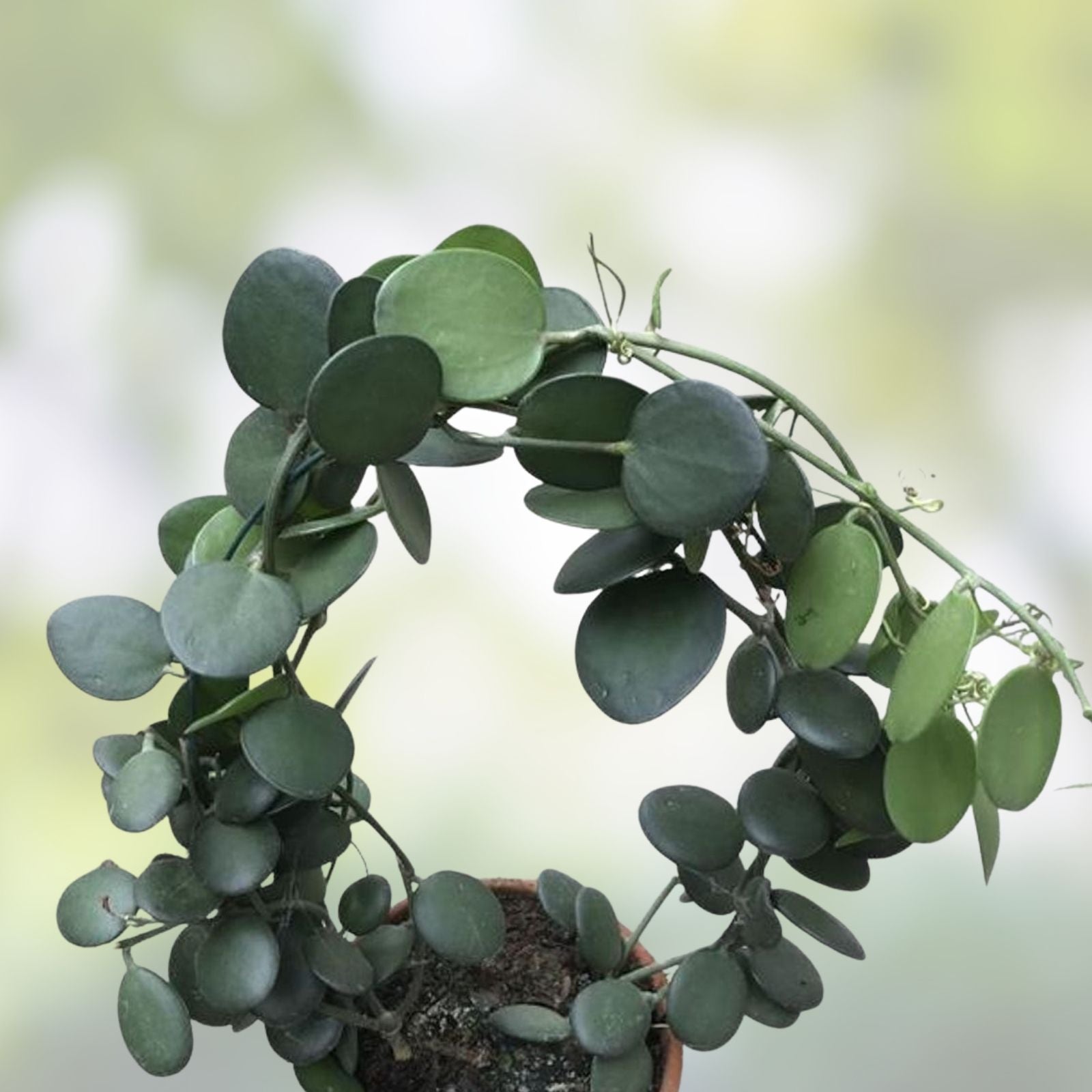 Xerosicyos perrieri Madagascar Succulent Live Plant Rare Cutting Houseplant Collector's Succulent