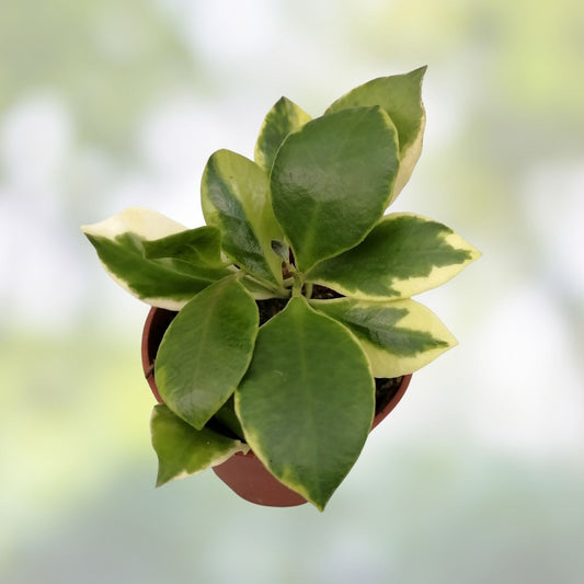 Hoya heuschkeliana Cutting | Live Tropical Houseplant | Easy Care Indoor Plant | Starter Plant | Houseplant