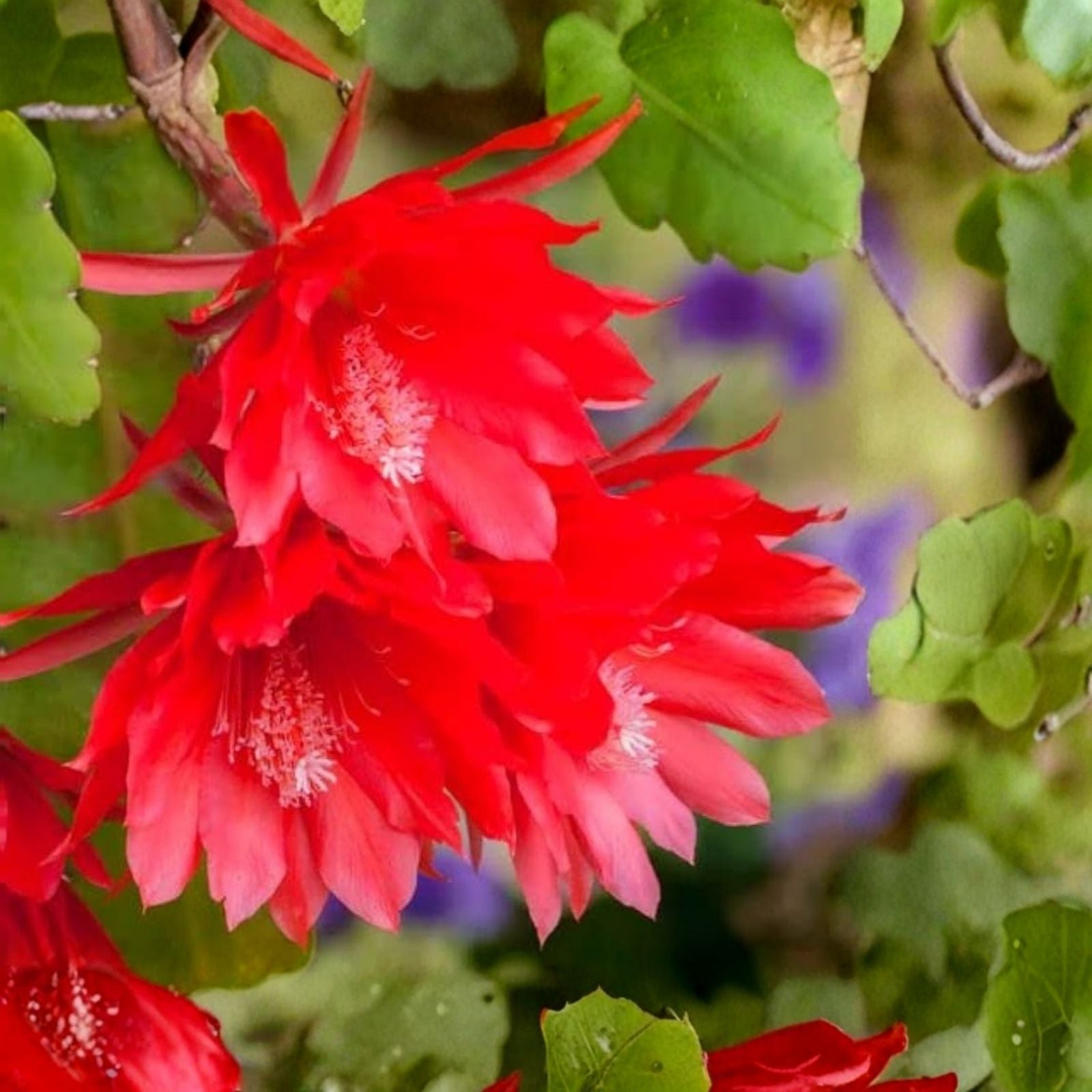 Epiphyllum Dante Orchid Cactus Cutting Live Indoor Houseplant Unique Succulent Starter Plant