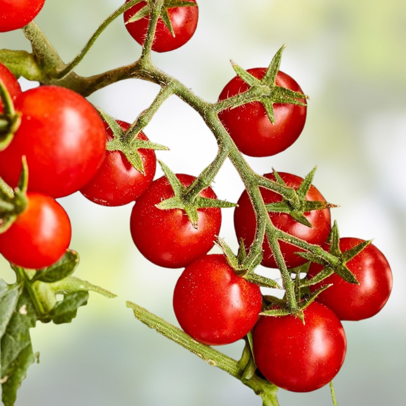 Sweetheart Tomato Starter Plants Set of 2, Mini Apple-Shaped Solanum lycopersicum, 4+ Inches, Vegetable Garden Plants