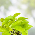 Rooted Neon Pothos Plant 2.5" Pot Epipremnum aureum Live Indoor Houseplant Easy Care