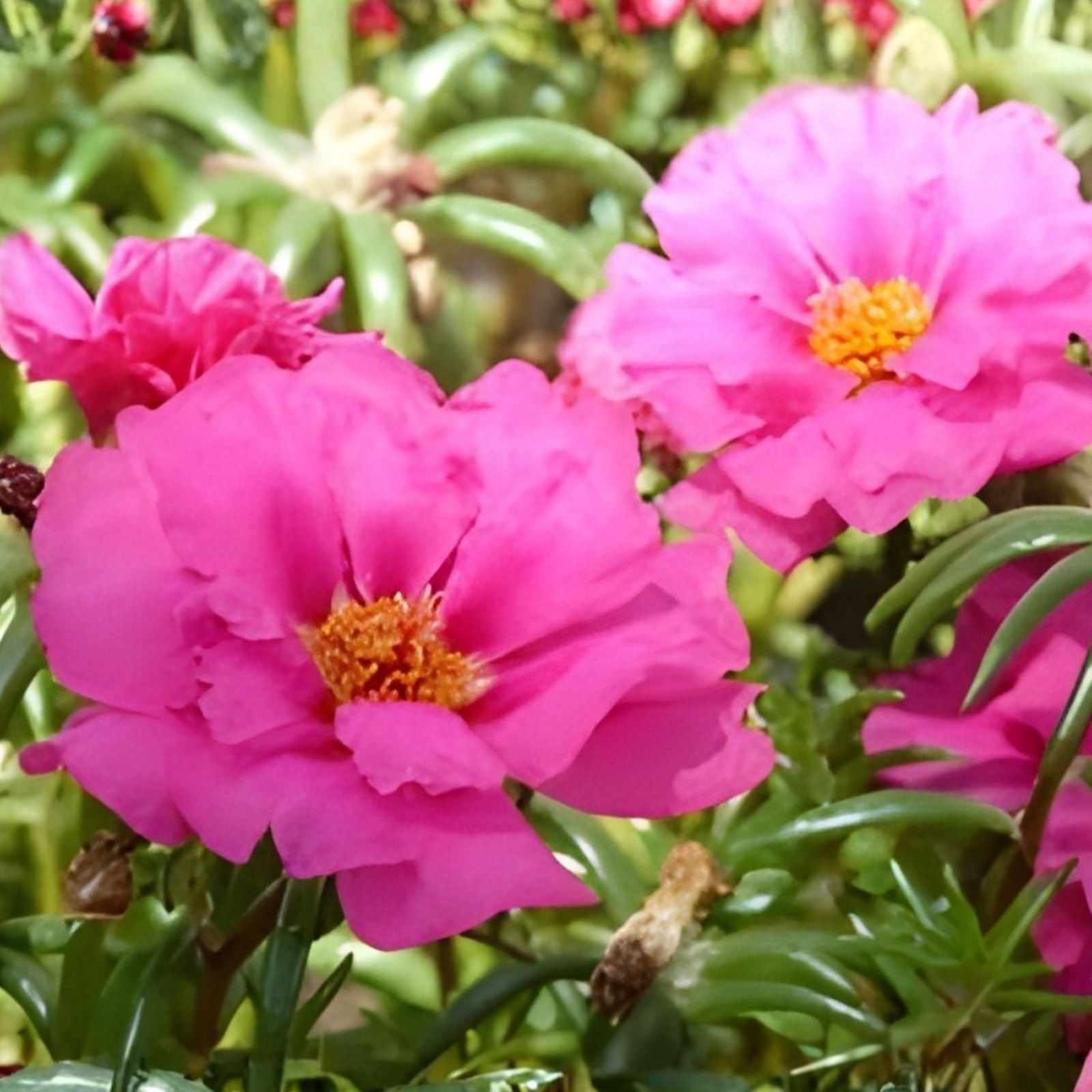 Moss Rose Cuttings Dancing Pink Portulaca Grandiflora Succulents Live Plant Starter Bare Root Garden Plant