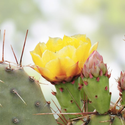 Opuntia macrorhiza Twist-Spine Prickly Pear Cactus Pad Cutting, Live Succulent Plant, Texas Native, Desert Plant, Drought Tolerant