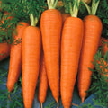Heirloom Carrot Seeds Danvers Half Long Non-GMO Vegetable Seeds for Gardening 20+