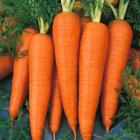 Heirloom Carrot Seeds Danvers Half Long Non-GMO Vegetable Seeds for Gardening 20+