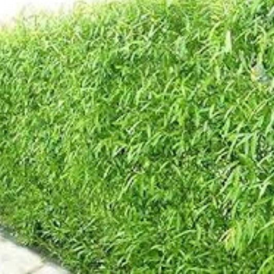 Hybrid Willow Cuttings 20 Pencil Size Salix spp. Fast-Growing Tree Planting Material for Landscaping