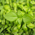 Lemon Basil Seeds 100 Count Non-GMO Herb Seeds Culinary Basil Ocimum basilicum Fresh Lemon Flavor Plant Starter