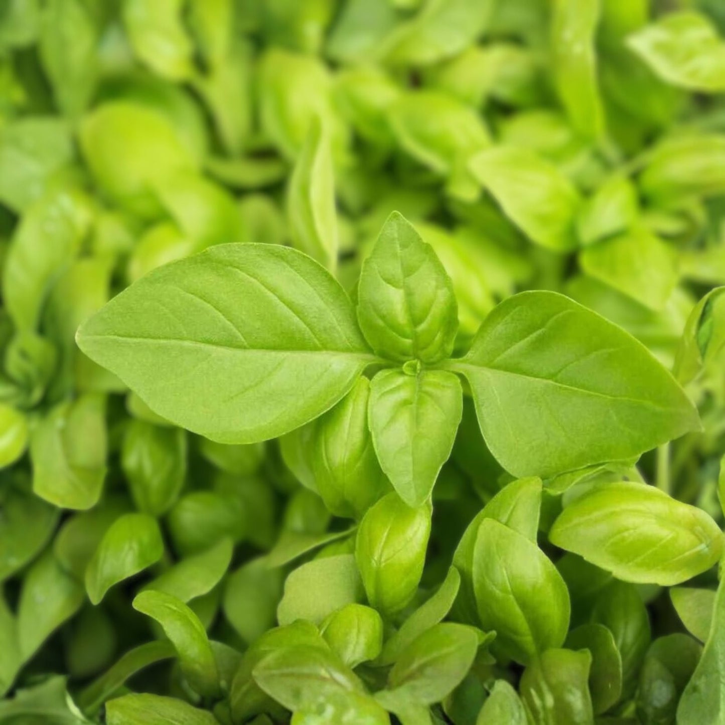 Lemon Basil Seeds 100 Count Non-GMO Herb Seeds Culinary Basil Ocimum basilicum Fresh Lemon Flavor Plant Starter