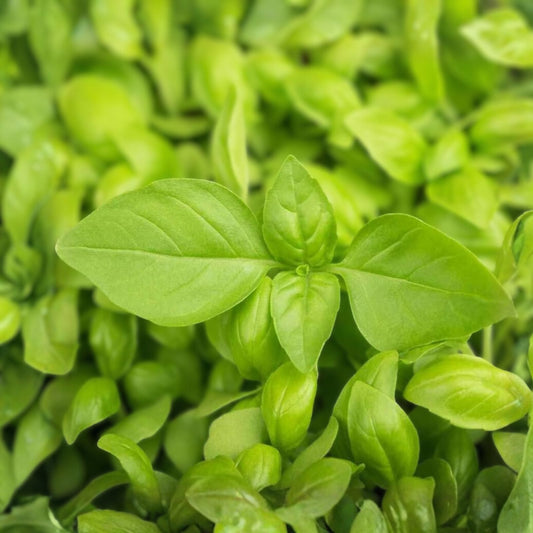 Lemon Basil Seeds 100 Count Non-GMO Herb Seeds Culinary Basil Ocimum basilicum Fresh Lemon Flavor Plant Starter