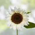 White Nite Sunflower Seeds 20 Organic Helianthus annuus Planting Seeds USA Grown Live Plant Cutting Bare Root Starter
