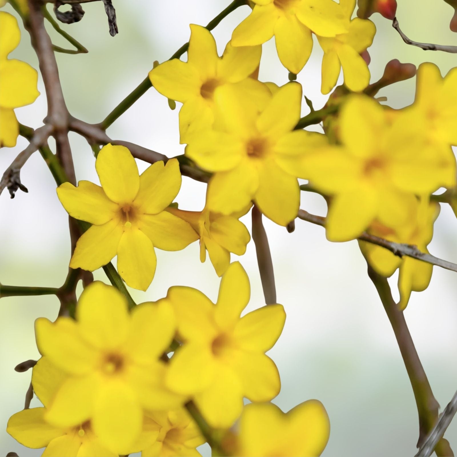 Winter Jasmine Vine Cuttings 12" Bright Yellow Flowers Jasminum nudiflorum 5 Pack Live Plant Garden Indoor Starter