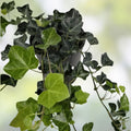 English Ivy Bare Root Cuttings 10" Strips, Hedera helix, 50 Count for Gardening and Landscaping