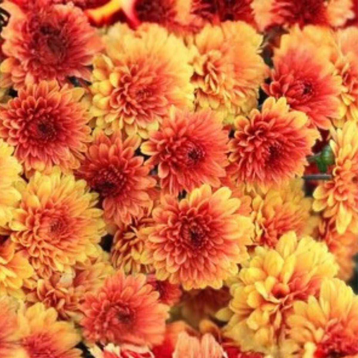 Lewisia Seeds Caramel Flair Non-GMO Flower Seeds 35 or 100 Count Garden Planting Lewisia spp.