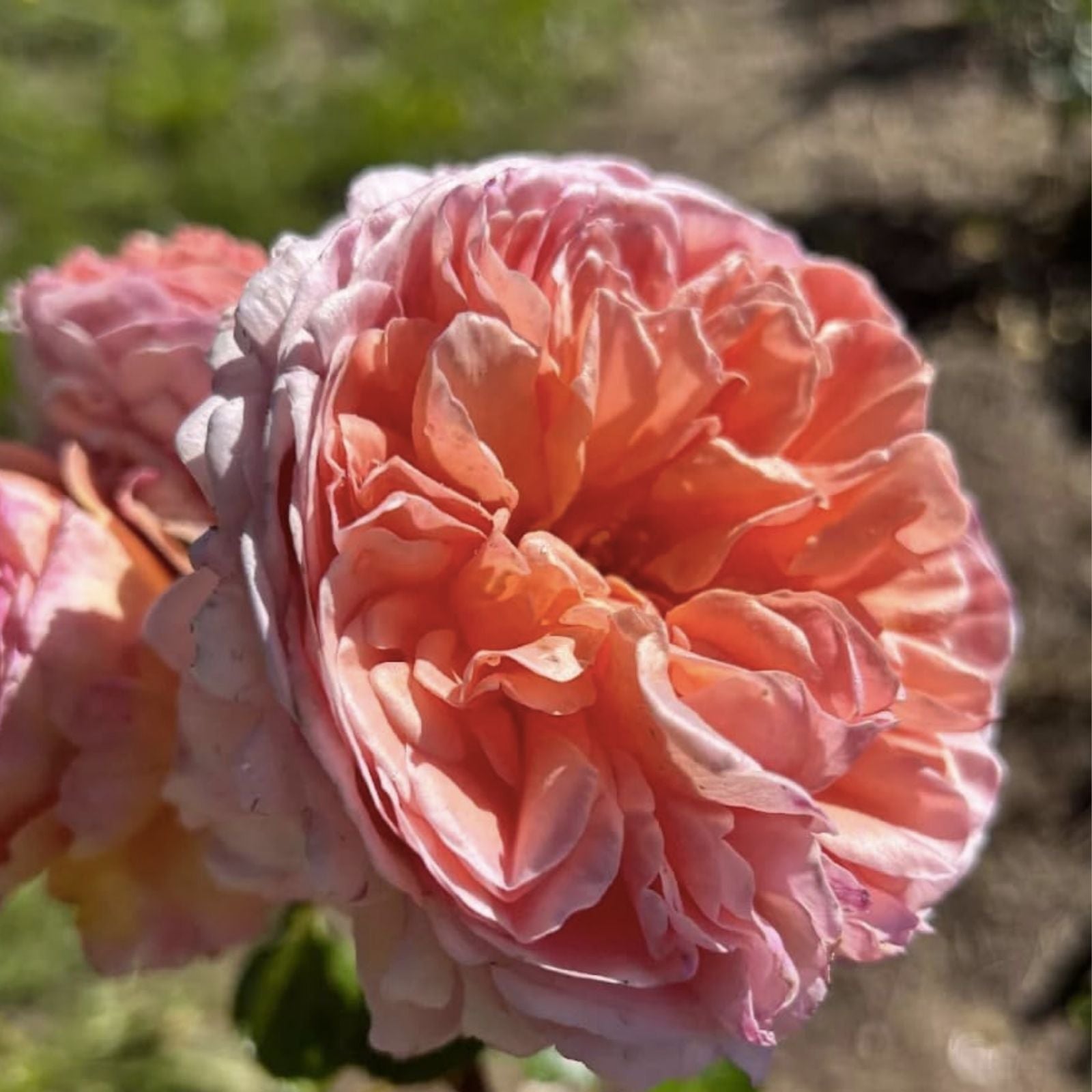 Apricot Heirloom Rose Cuttings, Rosa spp., Garden Flower Plant, Fragrant Blooms, Live Plant, Cutting Propagation