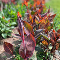 Canna Lily Bulb Red Flowers Purple Leaves Hardy Tropical Plant Canna indica Zones 6-10 Live Plant or Cutting