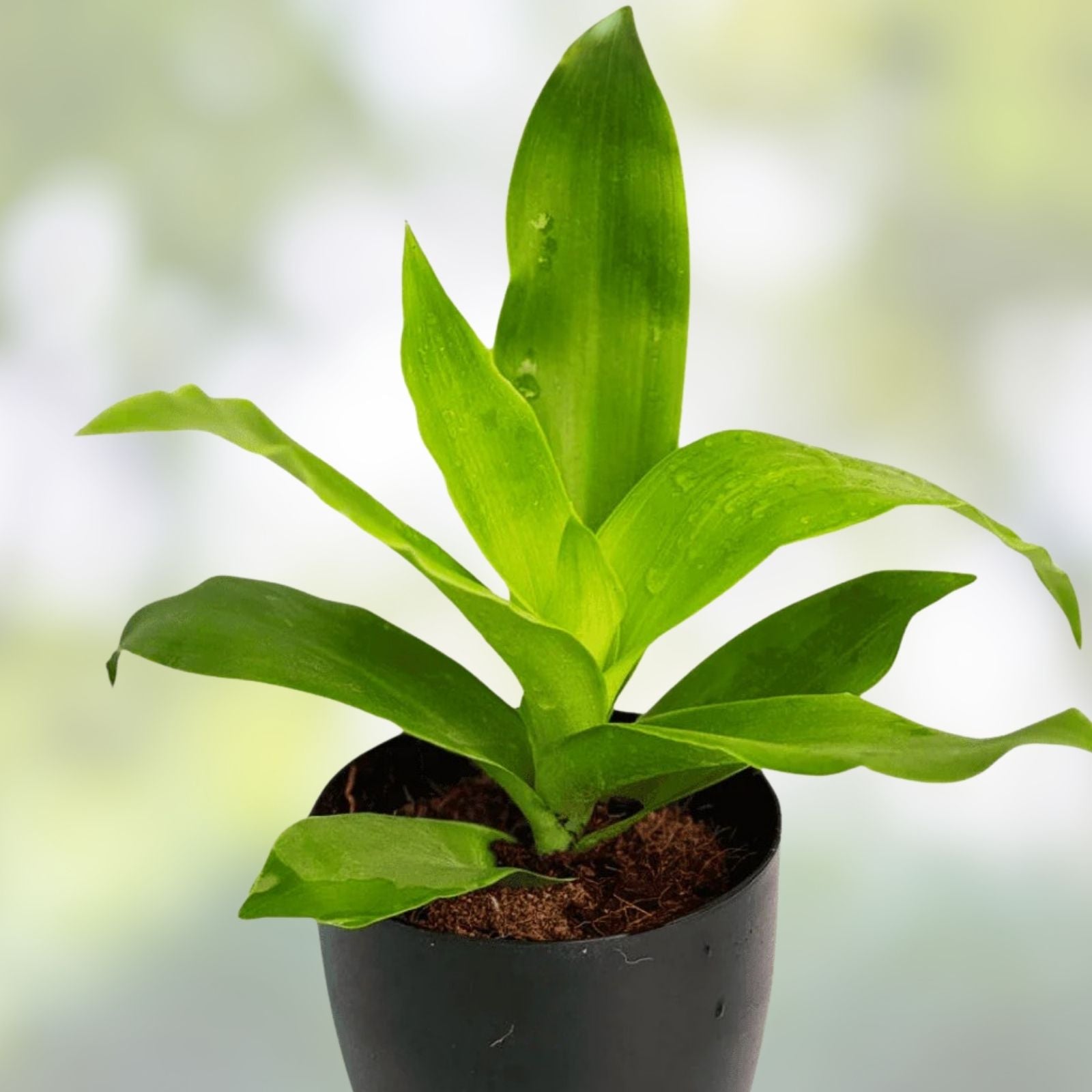Callisia Fragrans Basket Plant Cuttings 5 Pack Green Indoor Houseplant Easy Care 4-6 inches