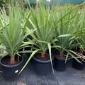 Hawaii Grown Dragon Tree Cuttings Dracaena Marginata Indoor Houseplant Easy Care Tropical Plant Bulk 8