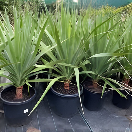 Hawaii Grown Dragon Tree Cuttings Dracaena Marginata Indoor Houseplant Easy Care Tropical Plant Bulk 8