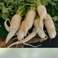 Heirloom Parsnip Seeds 25+ Organic Non-GMO Pastinaca sativa Root Vegetable Starter Plant Cutting