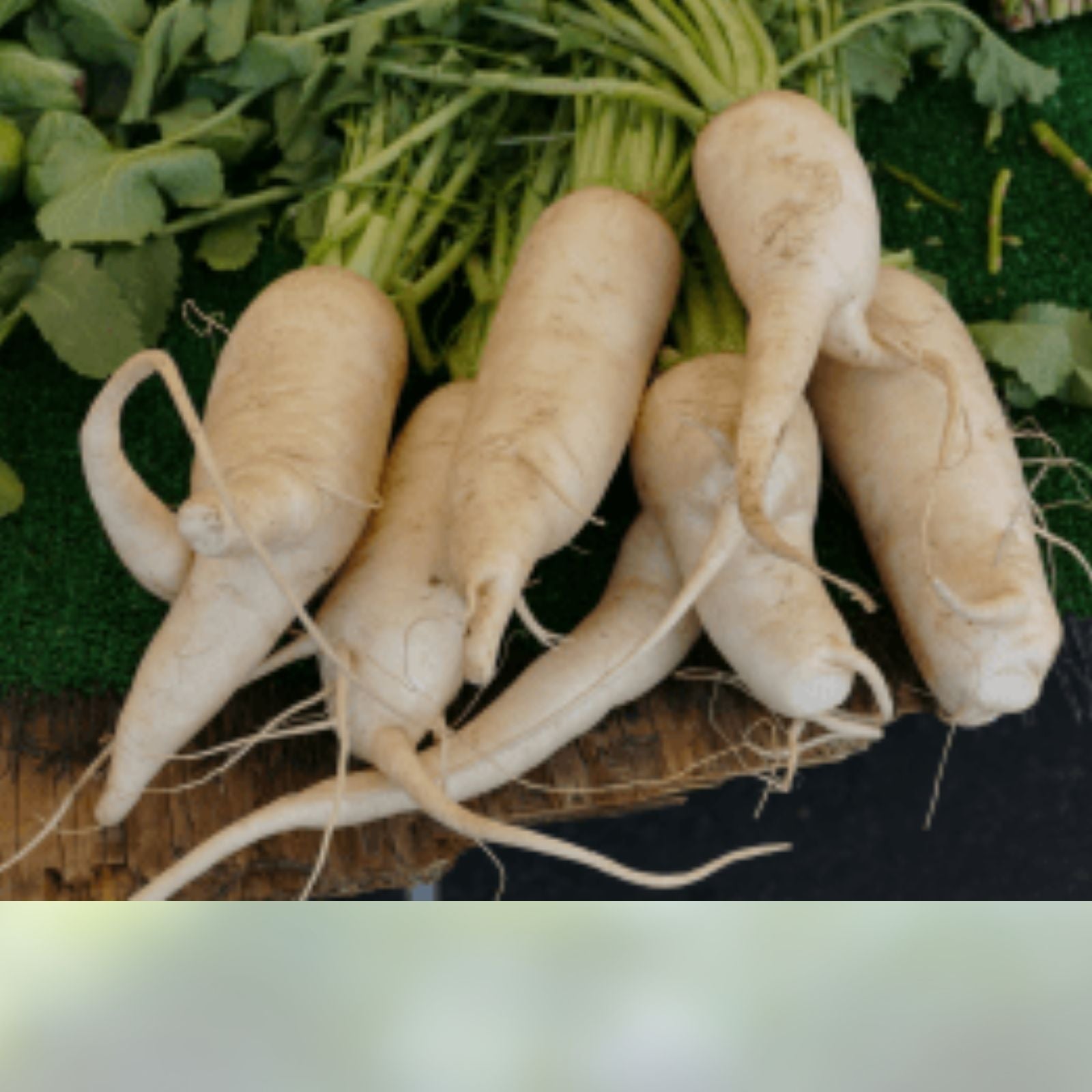 Heirloom Parsnip Seeds 25+ Organic Non-GMO Pastinaca sativa Root Vegetable Starter Plant Cutting