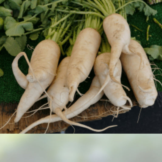 Heirloom Parsnip Seeds 25+ Organic Non-GMO Pastinaca sativa Root Vegetable Starter Plant Cutting