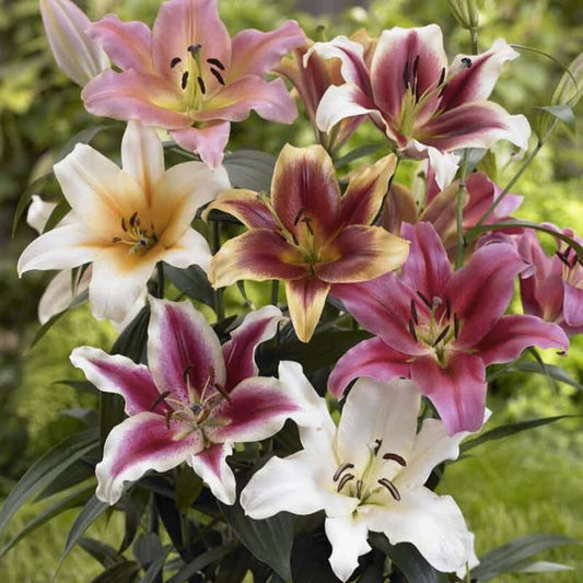 Lily Bulbs Mixed Colors, Lilium spp. Flower Bulbs, Garden & Ornamental Plants, Live Bulb, Starter Plant
