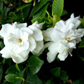 Heirloom Gardenia Bush 6" White Flowering Gardenia jasminoides Fragrant Shrub Live Plant Cutting