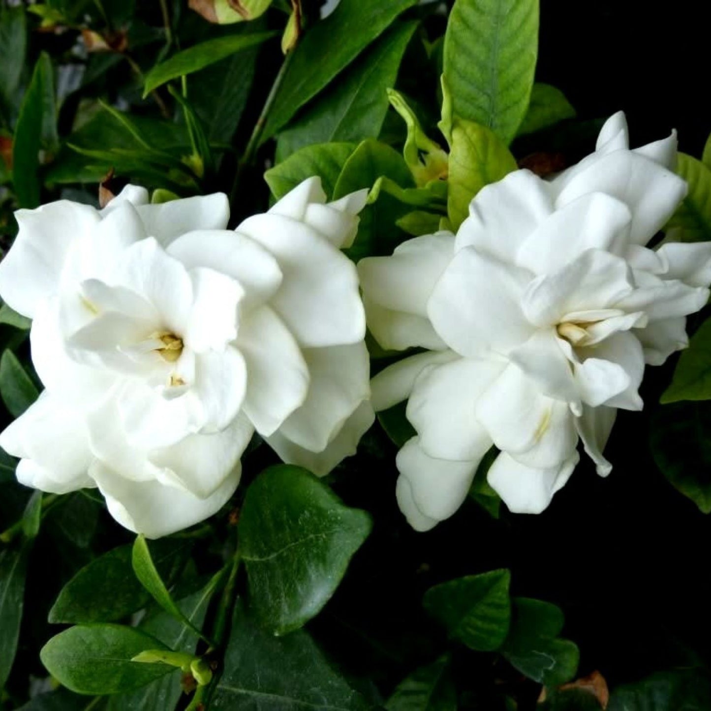 Heirloom Gardenia Bush 6" White Flowering Gardenia jasminoides Fragrant Shrub Live Plant Cutting