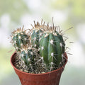 Argentinian Saguaro Cactus Cutting Stetsonia coryne Live Plant 38” Thick Succulent Cactus XL Spines