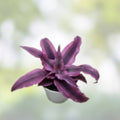 Cryptanthus Thriller Rooted Pup - Earth Star Bromeliad Indoor Tropical Plant, Easy Care Houseplant, Bare Root Plant
