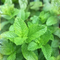 Peppermint Seeds Heirloom Non-GMO Organic Culinary Herb Mentha × piperita 20+ Starter Plant, Live Plant, Cutting, Garden Herb