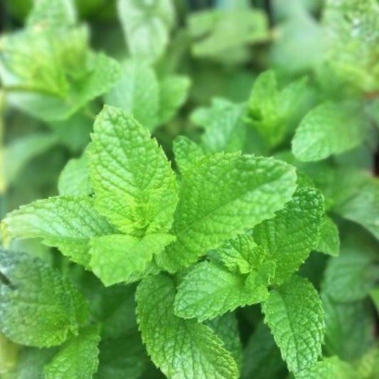 Peppermint Seeds Heirloom Non-GMO Organic Culinary Herb Mentha × piperita 20+ Starter Plant, Live Plant, Cutting, Garden Herb