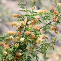 Catclaw Acacia Seeds | Senegalia greggii | Drought-Tolerant Native Plant | Xeriscape Suitable | Live Plant or Cutting