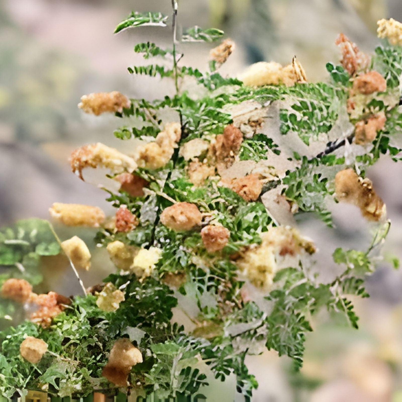 Catclaw Acacia Seeds | Senegalia greggii | Drought-Tolerant Native Plant | Xeriscape Suitable | Live Plant or Cutting