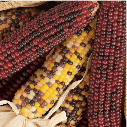 Mountain Indian Corn Seeds 100 Pack – Colorful Zea mays Native American Corn Seeds for Planting, Fast Shipping