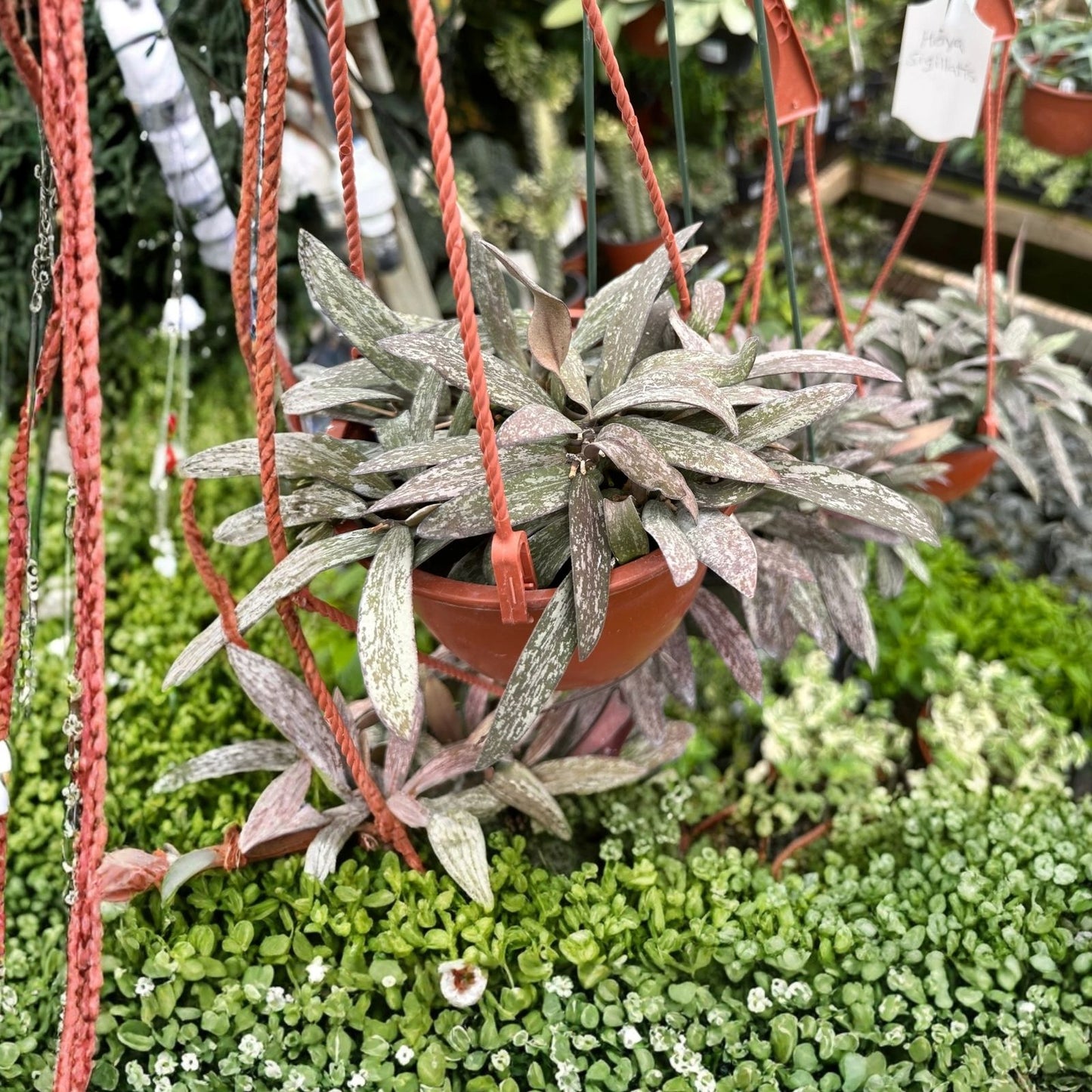 Hoya Rooted Cuttings Set Chelsea Sigillatis Lisa Tropical Houseplants Indoor Gardening Live Plants