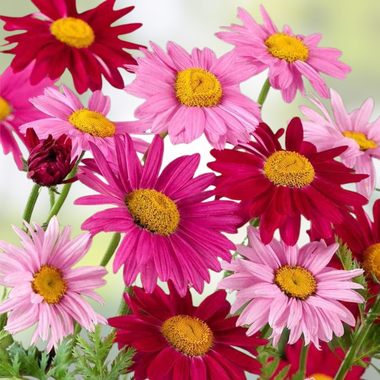 Giant California Zinnia Seeds 250+ | Vibrant Mixed Colors | Zinnia elegans Flower Seeds for Garden & Cut Flowers