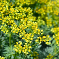 Fresh Cutting Common Rue Plant - Ruta Graveolens Herb of Grace - Aromatic Culinary Herb - Ready to Plant - New Harvest Quality