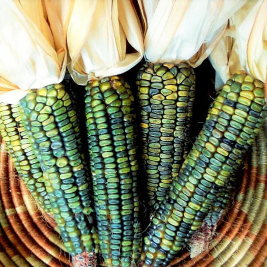 Oaxacan Green Indian Corn Seeds, Zea mays Native American Corn, 25+ Green Kernel, Live Plant Starter Seed, Corn Seed Collection