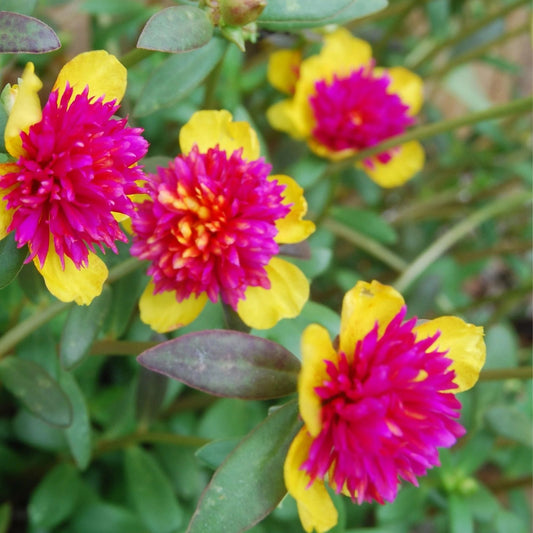Hot Pink Yellow Purslane Cuttings Portulaca grandiflora Live Succulent Starter Plant 6 Pack US Seller