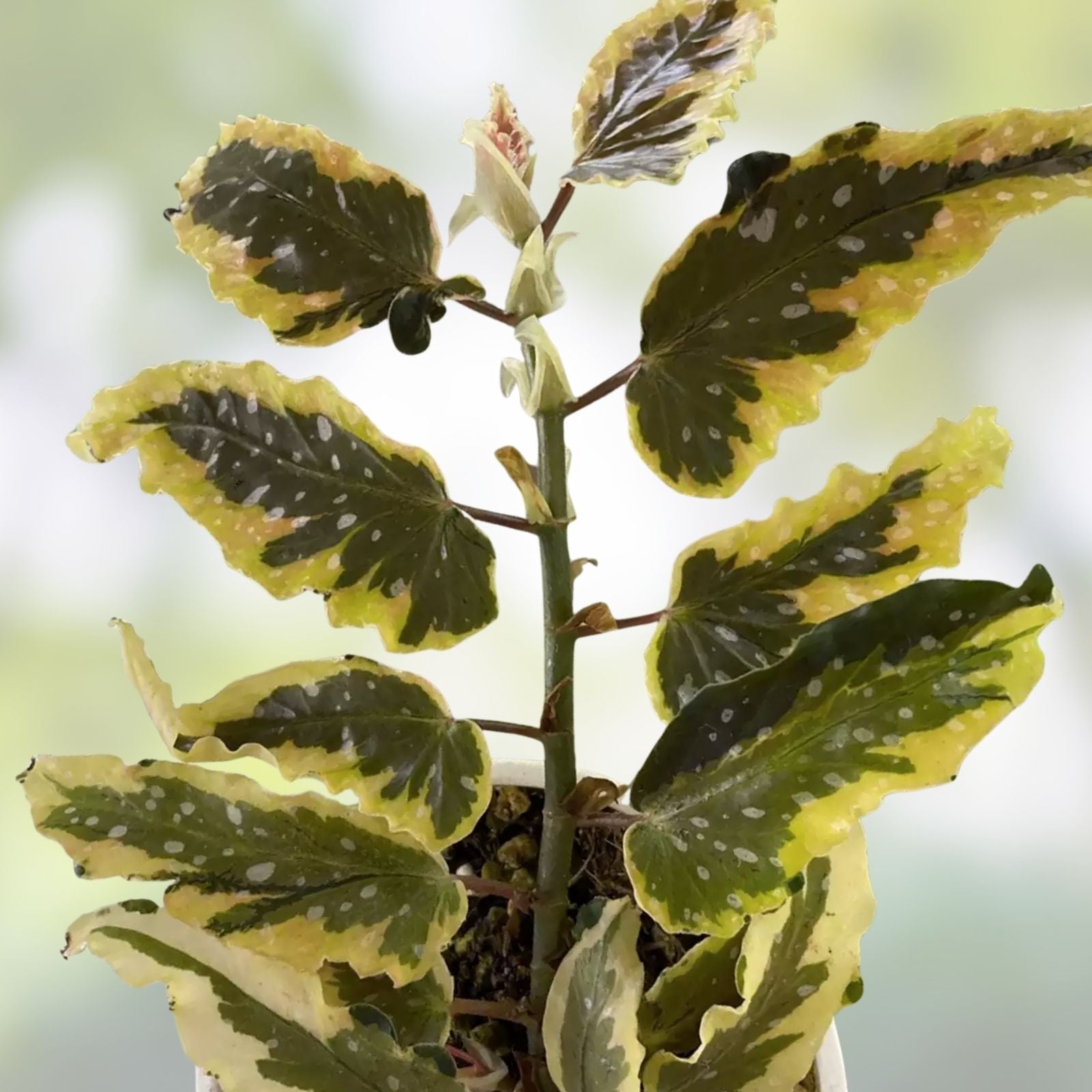 Variegated Begonia Plant Dainty Spray Small Leaf Live Houseplant Cutting Starter Plant