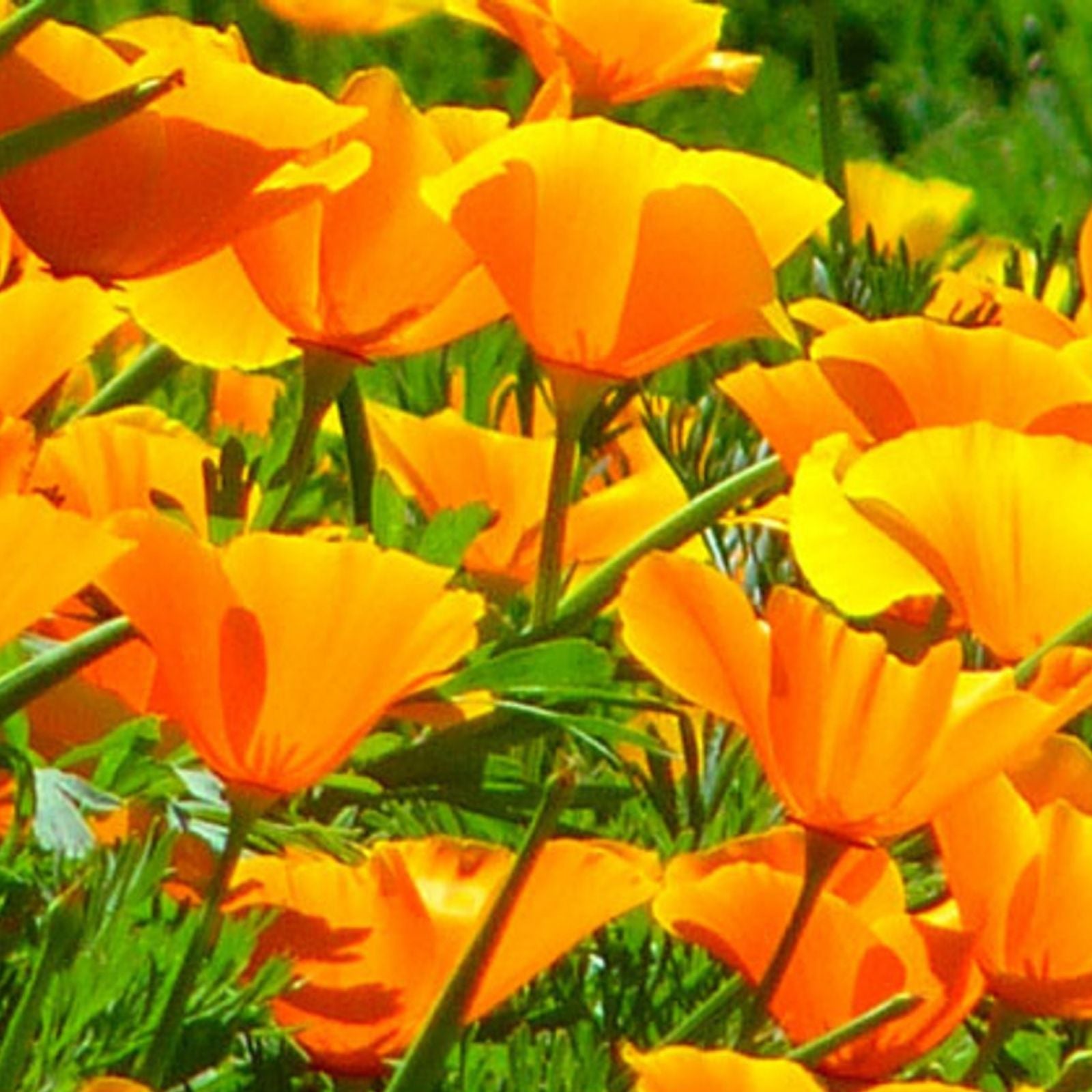 California Poppy Seeds 1000 Pack Bright Orange Eschscholzia californica Wildflower Seeds for Garden, Lawn, and Landscaping