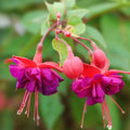Dollar Princess Fuchsia Live Plant, 4-6 Inches, Colorful Blooms, Fuchsia magellanica, Garden Plant, Flowering Shrub