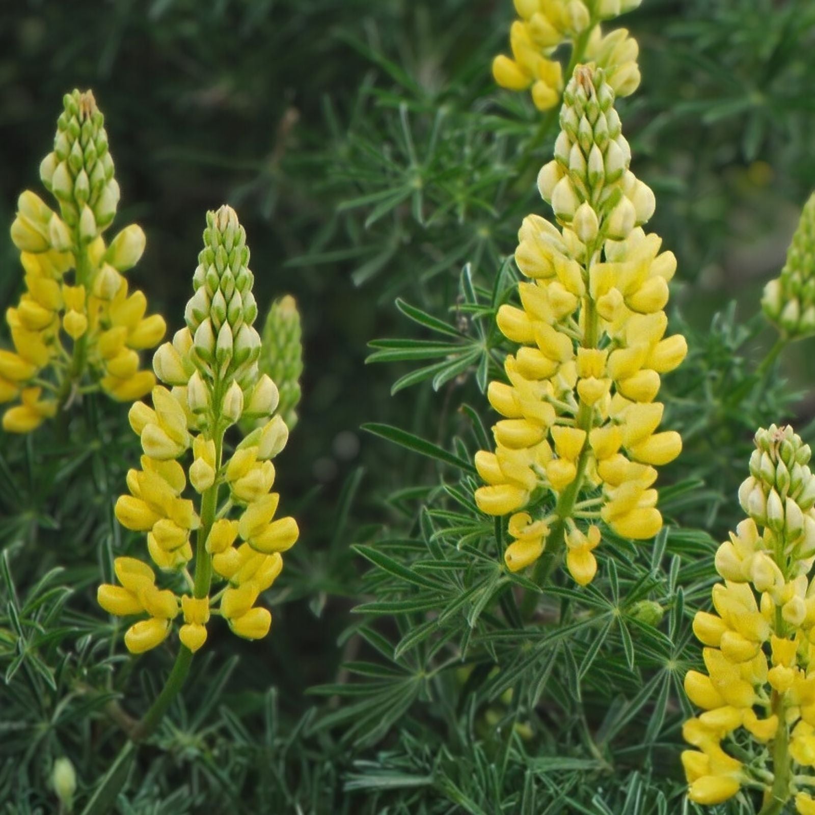 Lupine Seeds Golden Yellow Lupinus polyphyllus Perennial Flower Seeds for Garden Planting, 20+ Seeds